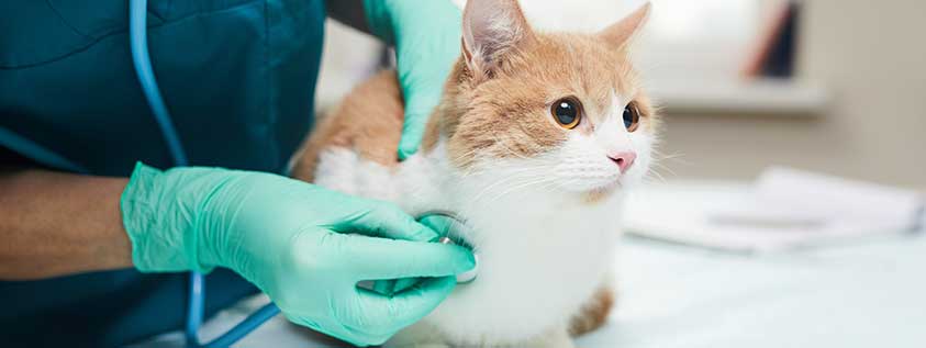 Mascota en España yendo al veterinario